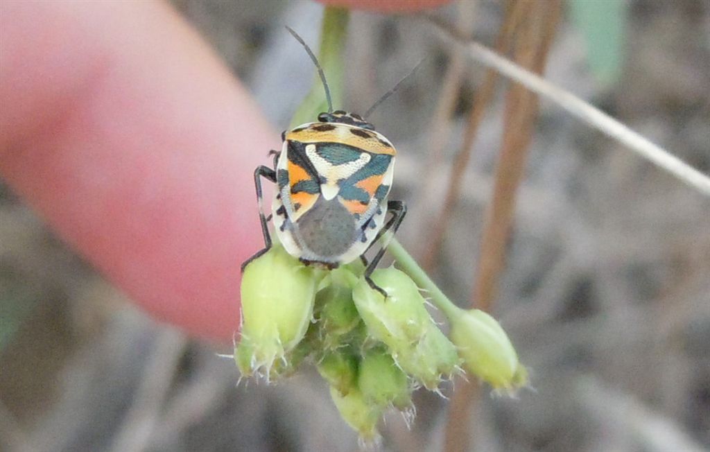 Pentatomide: Eurydema ornata dell''Emilia (BO)
